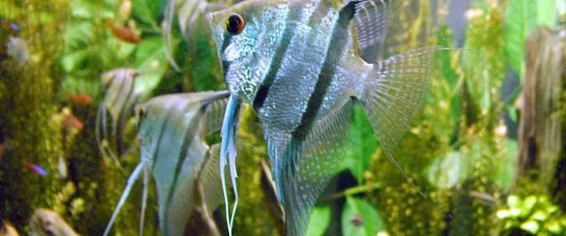 Choosing the Right Size Filter for Your Aquarium