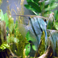 Choosing the Right Size Filter for Your Aquarium